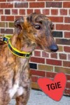 Pets of the week