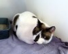Pets of the week