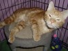 Pets of the week