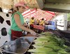 Indiana State Fair