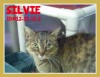 Silvie