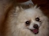 Pets of the week
