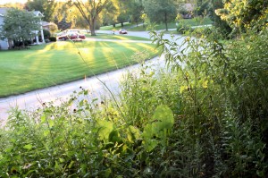 Chesterton educator lectures about restoring the earth's eco-balance with native plants