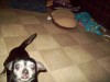 Pets of the week