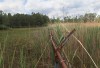 Tracking environmental restoration, stem by stem