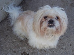 Pets of the week