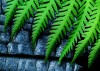 Tiny Landscapes