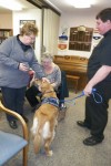 Barnabus the comfort dog