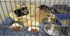 Neighbor rescues 21 cats  