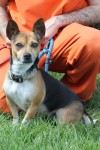 Pets of the week