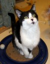 Pets of the week