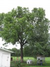 FROM THE FARM: South Holland reader helps with delicious Black Walnut Cake recipe
