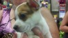 Pets of the week