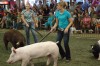 A fine time for swine