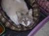 Pets pf the week