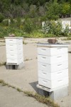City Hives