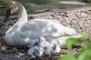 6 trumpeter swan cygnets hatch at Lincoln Park Zoo