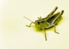 Going buggy for master gardener program  