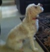 Pets of the week