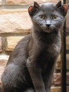 `Yoda' the four-eared cat happy with new Chicago home  