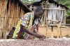 Drying cocoa beans