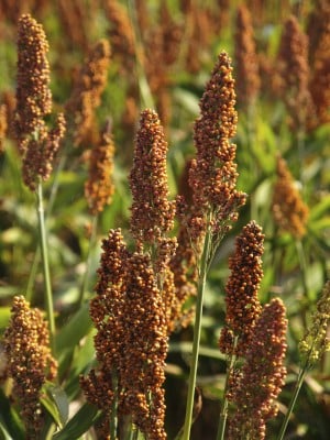 Sorghum, an historic food still vital in rural Indiana