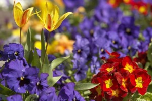 Submit your club's garden walk information