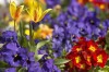 Submit your club's garden walk information