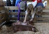 Students get close-up look at farm animals during 4-H event