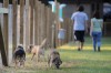 Portage park goes to the dogs