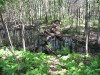 Inland Marsh Trail