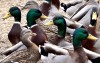 Feeding the fowl