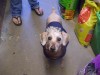 Pets of the week