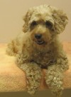 Pets of the week