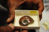 Rocks are stars at PSC fossil show