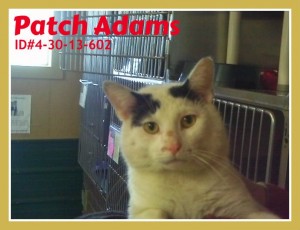 Pets of the week