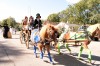 Oz parade