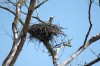 Something to squawk about