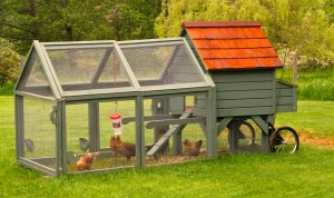 Innovative chicken coops can give a yard some chic