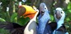 'Rio' dances on the sand, soars through the sky