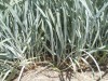 GREEN NOTES: Group fights a battle against lyme grass in the Dunes
