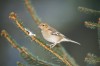 Nice weather keeps birds hanging around town 