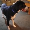Pets of the week