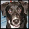 Dog of the week