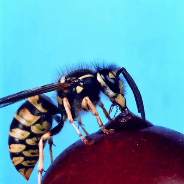 Sting operation: Wasps, hornets and yellow jackets offer benefits