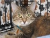 Pets of the week