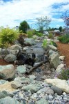 A walk in the garden