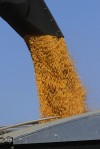 USDA: Drought costs Ill. corn-producing status
