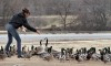 Feeding the fowl