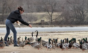 Feeding the fowl